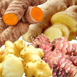 9 Edible Root Plants of Ginger Roots, Turmeric Roots, Jerusalem Artichoke Tubers, Large Size, Fresh & Ready to Grow in Garden, Each Types 3 Tubers Rhizomes