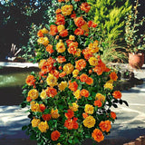 Orange Gold Rose Live Plant, Climbing Rose Plant Live, Climber Plant for Planting, No Leaf, Trim Back, Well Rooted, Bare Root