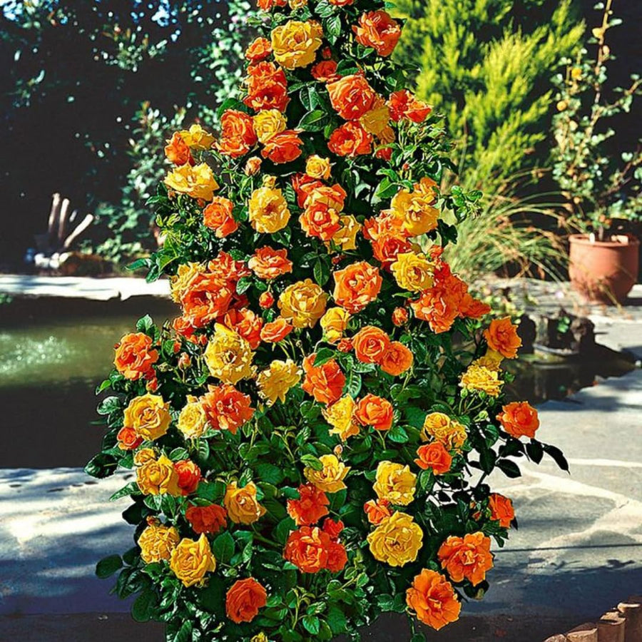 Orange Gold Rose Live Plant, Climbing Rose Plant Live, Climber Plant for Planting, No Leaf, Trim Back, Well Rooted, Bare Root