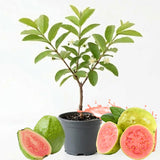 Pink Guava Tree Live, 8-10 Inc Tall Tropical Fruit Tree, Sweet Guava Plant for Outdoor or Indoor Planting, Well-Rooted