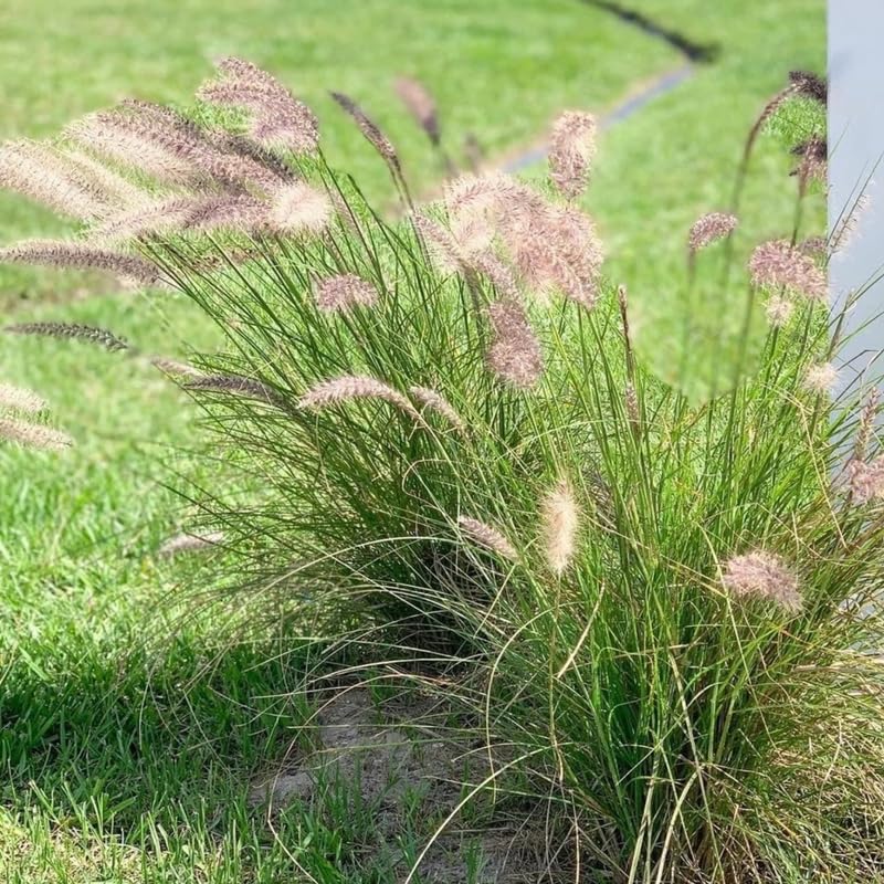 2 Ornamental Grass Plants - Pink Fountain Grasses Live Plants Perennial - 5-9 Inc Tall - Live Grass Seedlings Indoor Outdoor