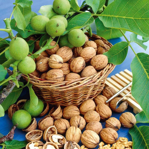 Black Walnut Tree Live Plant – 6–12 Inches Tall in Pot, Dormant in Winter, Well-Rooted 1-Year-Old Tree, Butternut-Like, Hardy Outdoor Planting