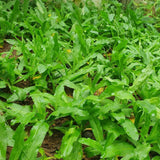 1000 Culantro Herb Seeds for Planting, Culantro Seeds, Culinary Vegetable for Yard Garden Planting