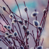 Pussy Willow Live Plant, Pussy Willow Tree, 2,5'' Pot, 4-8 Inches Tall, Ornamental Shrub for Garden Beds, Landscapes and Container Growing