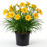 Yellow Daylily Roots, Live Reblooming Daylily Bare Root, Hardy Perennial Flower - 5 Roots for Planting Outdoor Garden Landscape