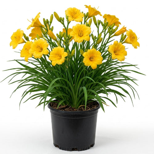 Yellow Daylily Roots, Live Reblooming Daylily Bare Root, Hardy Perennial Flower - 5 Roots for Planting Outdoor Garden Landscape