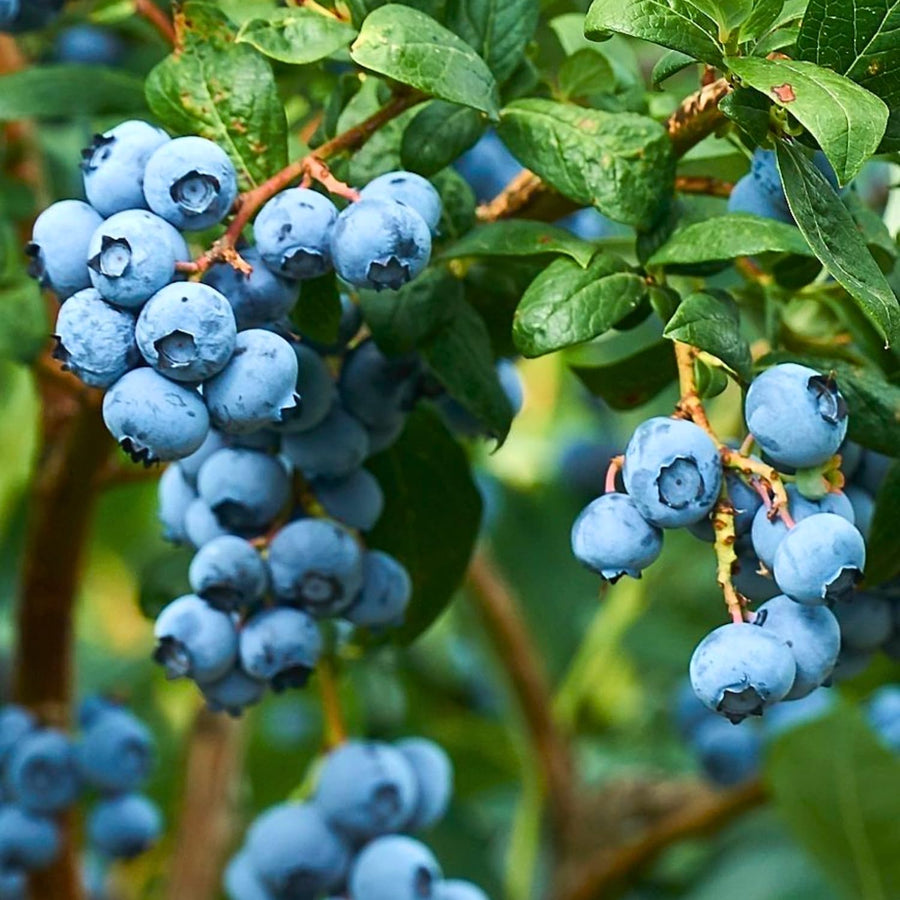 Blueberry Bushes Live Plant, Sweet Blueberry Fruit Tree 2-2.5 Ft Tall, Edible Fruit Bearing Tree for Container and Garden Growing