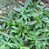 1000 Culantro Herb Seeds for Planting, Culantro Seeds, Culinary Vegetable for Yard Garden Planting