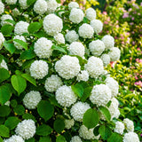 Pack of 2 Snowball Bush Live Plants, Snowball Viburnum Bush, 2.5 Inc Pot, 8-10 Inc Tall, Viburnum Live Plant for Outdoor Garden and Landscape