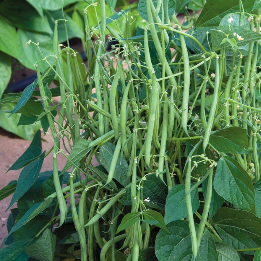 2PPP Green Bean Plant Live for Planting, Bean Bush Starter Plant, 4-6'' Tall in 4 Inches Pot, Edible Vegetable Plant for Outdoor Growing