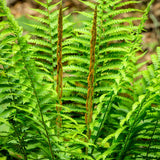 Set 10 Cinnamon Fern Rhizomes, Ferns Starter Roots, Perennial Fern Plants, Ready to Grow