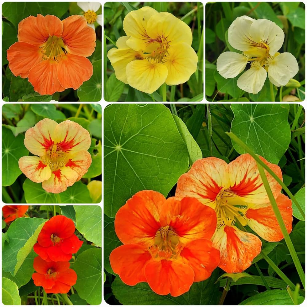 Live Nasturtium Plants in 4'' Pot, Hardy Nasturtium Vine Plant for Outdoor Planting, 4-6 Inc Tall, Edible Leaves, 2 Plants per Pot