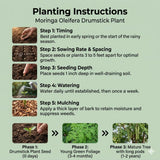 Set 2 Moringa Oleifera Drumstick Plant, Moringa Trees Live Plants, 4 to 6 Inc Tall Long, Tropical Herb Plant Garden Growing Inside or Outside, 2 Plants per Pot