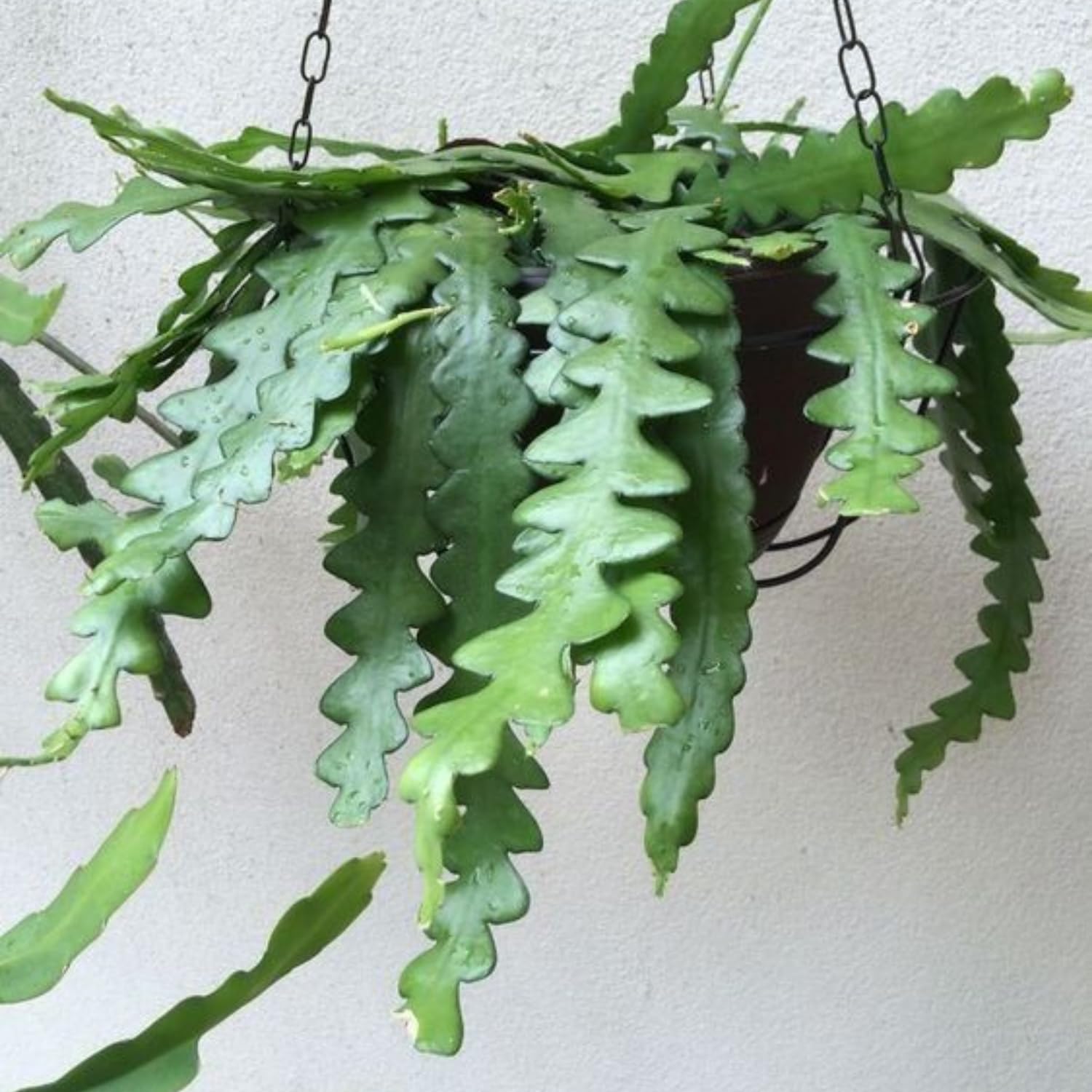 Fishbone Cactus Live Plant 2″ Pot, Indoor Succulent for Planting, Easy Care, Zones 10–11