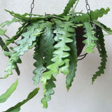 Fishbone Cactus Live Plant 2″ Pot, Indoor Succulent for Planting, Easy Care, Zones 10–11