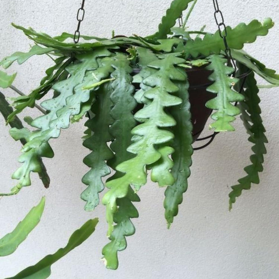 Fishbone Cactus Live Plant 2″ Pot, Indoor Succulent for Planting, Easy Care, Zones 10–11