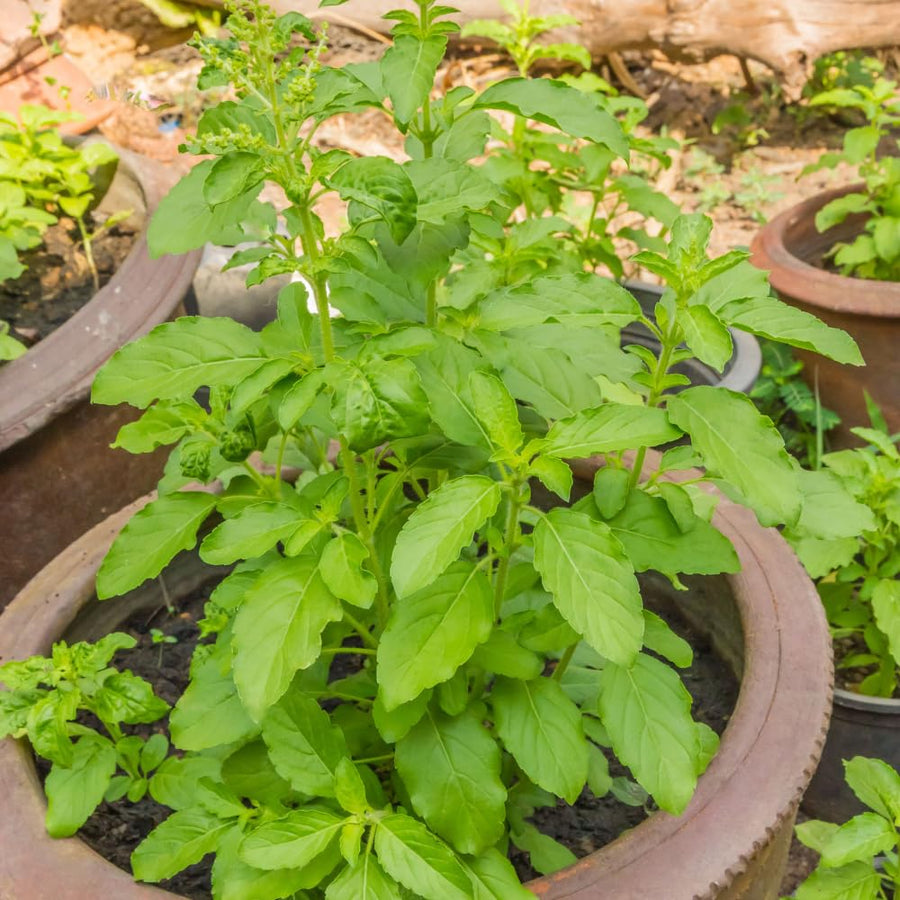 6 Holy Basil Plant Live for Indoors, Tulsi Plant Live, 3 to 5 Inc in Height Garden Outdoor