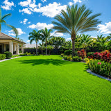 Set 30000 Emerald Zoysia Grass Seeds, Zoysia Grass Seeds, Dense Green Lawn, Low Maintenance Lawn Seed for Outdoor Garden