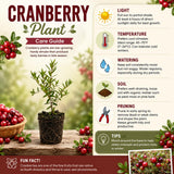 Set of 2 Live Cranberry Plants, 3 to 5 Inches Tall, Sweet Berry Seedlings for Containers, Raised Beds, and Gardens
