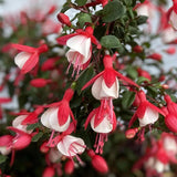 Set 4 Live Fuchsia Plants, 4 to 6 Inc in Height, Red White Fuchsia Live Plants, Fragrant Flower Plants
