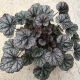 Heuchera Live Plant, Heuchera Coral Bells Live Plant, Purple-Black Heuchera Houseplant, 5-8 Inc Tall, Change Color Leaf Heuchera
