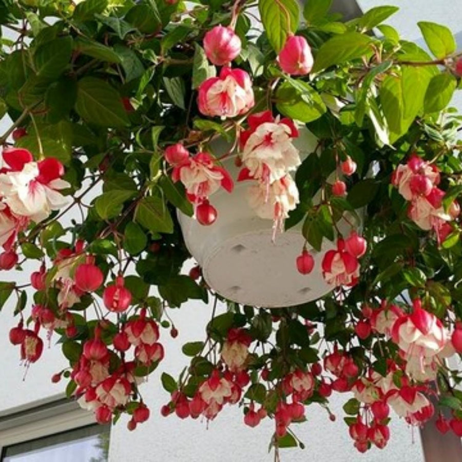 2 Live Fuchsia Plants Live, 4 to 6 Inc in Height, Red White Fuchsia Live Plants 4'' Pot for Growing