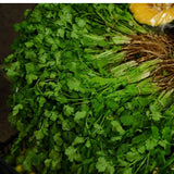 Pack 500 Cilantro Seeds for Planting Outdoor, Cilantro Herb Seeds for Outdoor Gardens, Fast Growing Herb