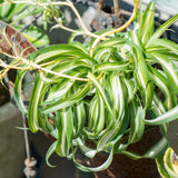 Set of 2 Live Variegated Spider Plants, Curly Spider Houseplant, No Pot, 2-4 Inches Tall for Indoor or Outdoor Planting