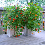 Nasturtium Live Plant in 4 Inch Pot, Nasturtium Flower Plants Live, Trailing Perennial Plant for Homegarden