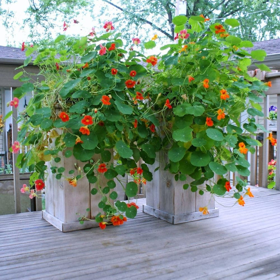 Nasturtium Live Plant in 4 Inch Pot, Nasturtium Flower Plants Live, Trailing Perennial Plant for Homegarden