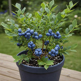 Emerald Blueberry Bushes Live Plant 4'' Potted, Fully Rooted, Sweet, High Yielding Blueberry Plants for Growing Outdoor