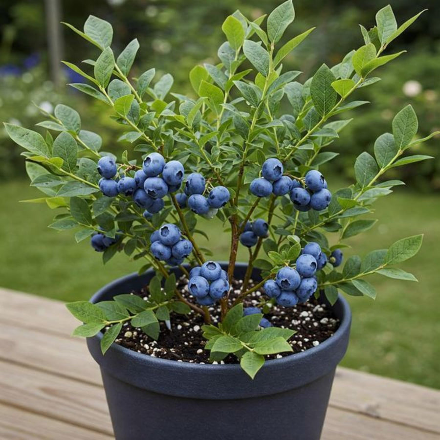 Emerald Blueberry Bushes Live Plant 4'' Potted, Fully Rooted, Sweet, High Yielding Blueberry Plants for Growing Outdoor
