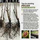 Set 2 Pecan Bareroots, Pecan Trees Live for Planting, Live Well Rooted, 8-10 Inches Tall