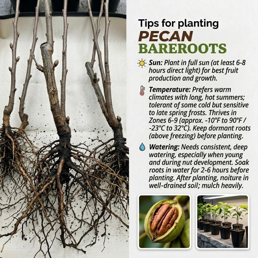 Set 2 Pecan Bareroots, Pecan Trees Live for Planting, Live Well Rooted, 8-10 Inches Tall