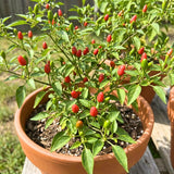 Set 200 Pequin Chili Pepper Seeds, Hot Pepper Seeds for Planting, Heirloom Pequin Peppers Plant for Indoor Outdoor Planting