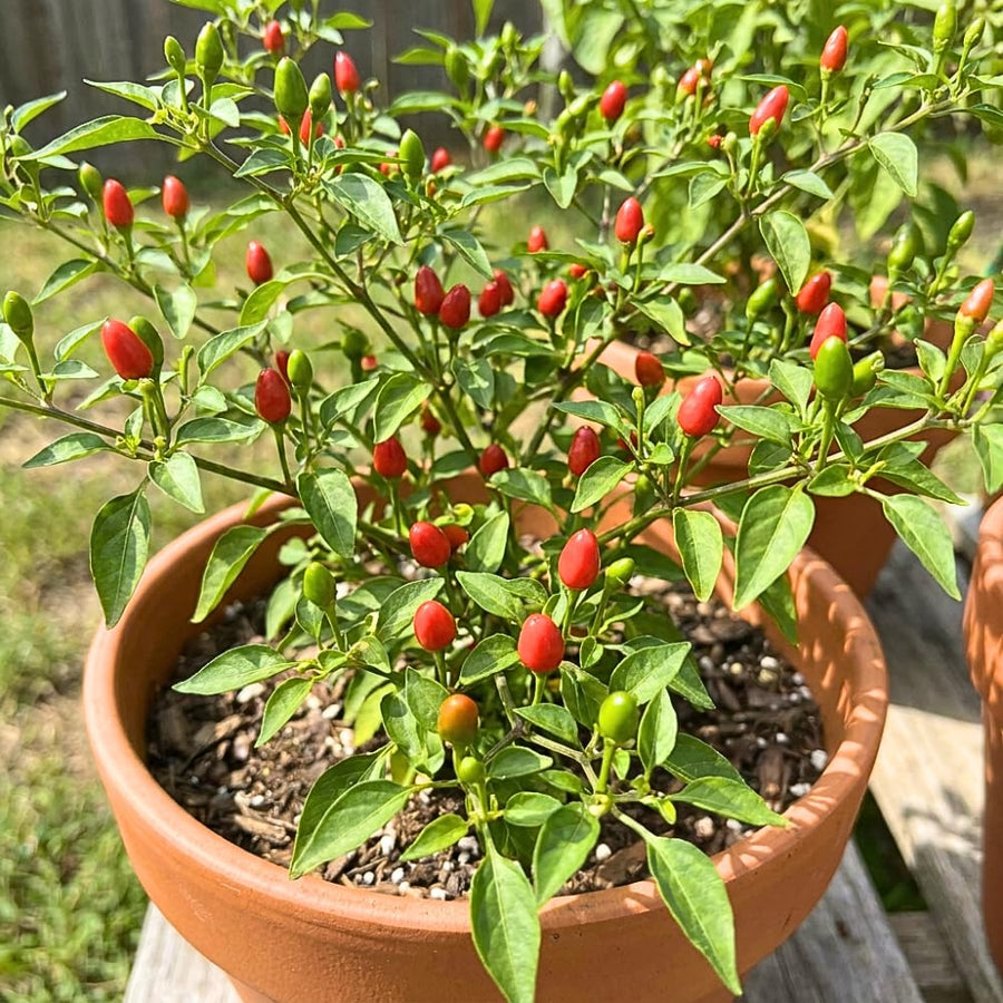 Set 200 Pequin Chili Pepper Seeds, Hot Pepper Seeds for Planting, Heirloom Pequin Peppers Plant for Indoor Outdoor Planting