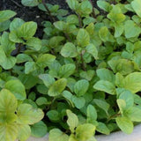 Fragrant Mint Plant Live, 4-6 Inches, Culinary Mint Herb for Indoor Outdoor Gardens (Orange Mint)