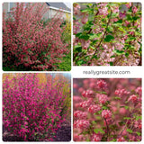 Live Pink Flowering Currant Plant 4-7nInch Tall, Flowering Currant Shrub with Spring Blooms, Ornamental Flowering Bush in Pot