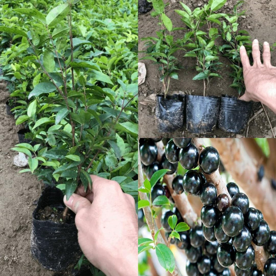 Black Jabuticaba Trees Live Plants, Jaboticaba Plants Live 10-12 Inches for Planting Outside, Brazilian Grape Trees