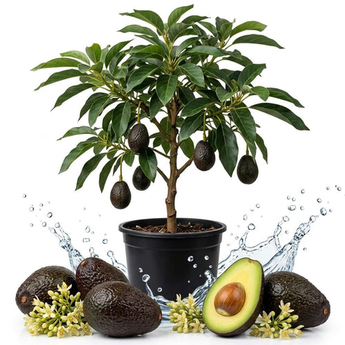 HASS Avocado Tree Live Plant, Tropical Fruit, 6-10" Tall, in Pot