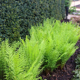 5 Lady Fern Rhizomes Live Plants for Planting, Ferns Live Plants Outdoors Indoors Full Shade, Bare Roots, Fast-Growing