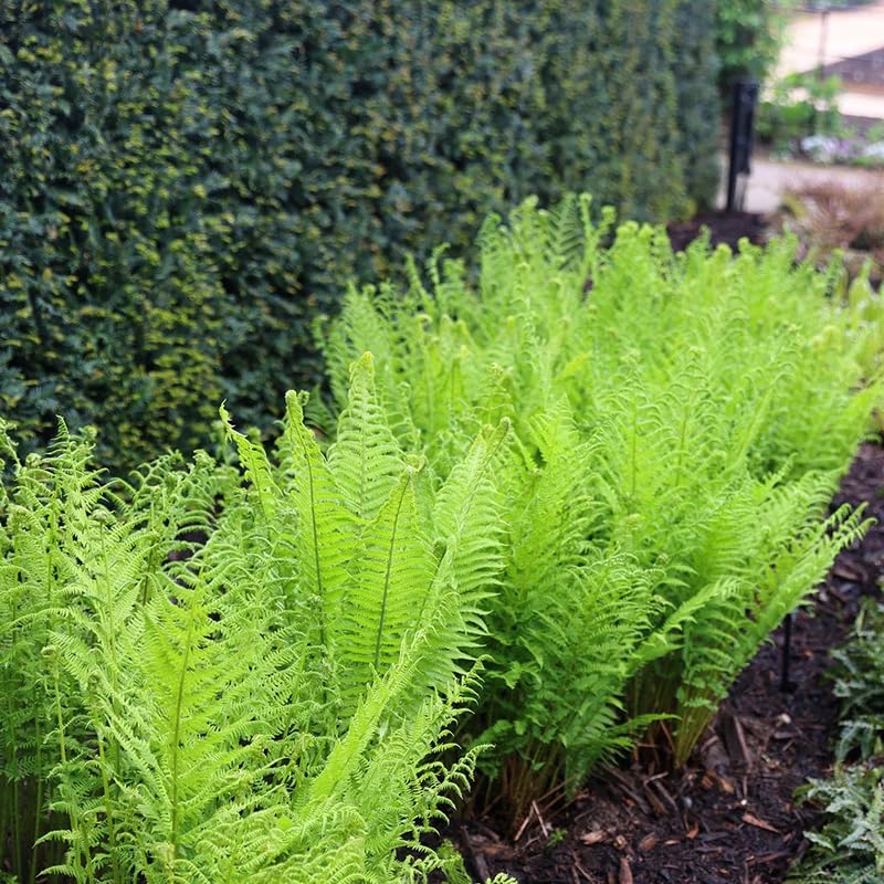 5 Lady Fern Rhizomes Live Plants for Planting, Ferns Live Plants Outdoors Indoors Full Shade, Bare Roots, Fast-Growing
