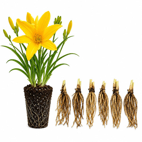 5 Golden Daylily Roots, Hardy Perennial Flower for Garden Beds and Borders Planting, Easy Care, Ready to Grow
