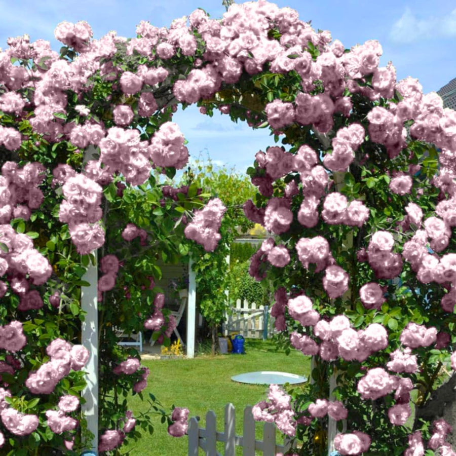 New Dawn Climbing Rose Live Plant, Fragrant Rose Bush Ready to Plants, Zone 5 to 9, Size 5 to 7 Inches and Bare Root