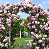 Climber Rose Plant Live - Climbing Rose - Come Bare Root with Soil, No Leaves, 5 to 7 Inches (Pink New Dawn)