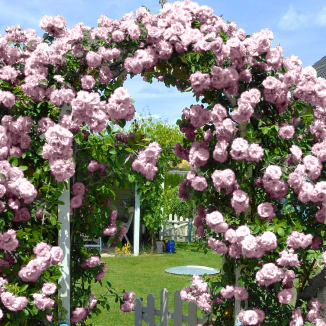 Climber Rose Plant Live - Climbing Rose - Come Bare Root with Soil, No Leaves, 5 to 7 Inches (Pink New Dawn)