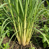 800 Lemongrass Seeds, Perennial Lemon Grass Herb, Lemongrass for Outdoor Landscape