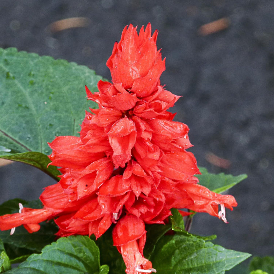 Red Salvia Plants Live, Fragrant Perennial Sage Plants, 4-6 Inches Tall in 4 Inches Pot, Flowering Shrubs for Garden, Patio