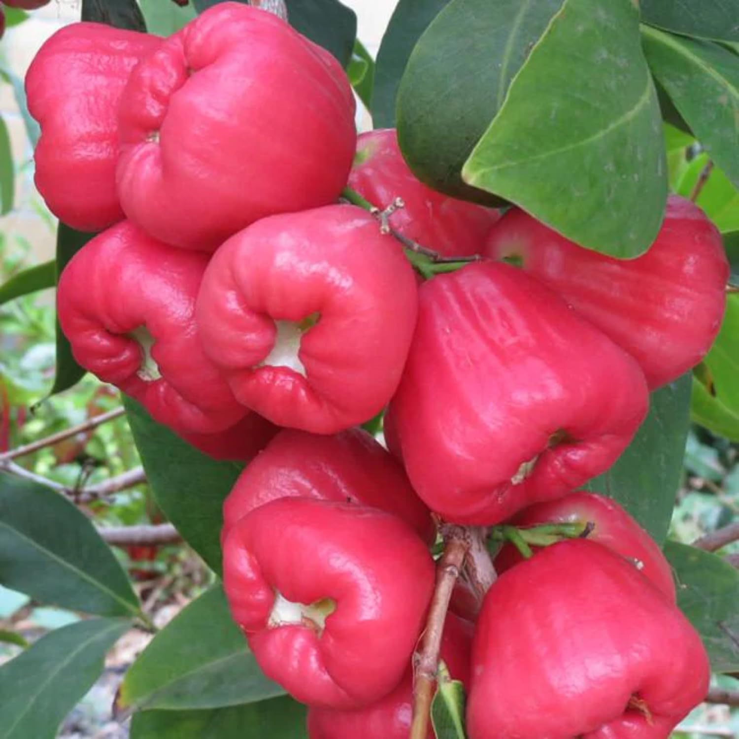 Sweet Red Wax Apple Tree Live Plant, 3 Feet Tall Tropical Fruit Tree, Zones 9-11 for Outdoor Indoor Planting, Rare Fruit