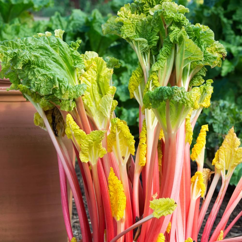 Set 10 Rhubarb Roots for Planting, Red Rhubarb Plants Roots, Outdoor Garden Planting